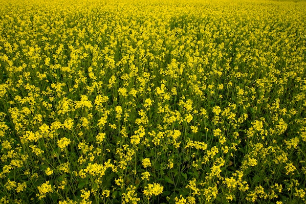 Bellissimi fiori di senape gialla nella vista del paesaggio naturale del campo