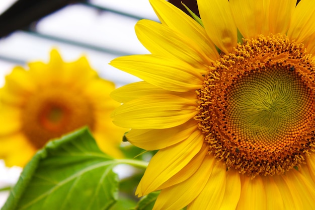 Bellissimi fiori di sole sbocciano nel giardino Fiore di sole giallo fresco