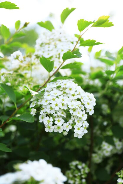 Bellissimi fiori di spirea all'aperto