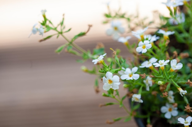 Bellissimi fiori di strada bianchi in un vaso di fiori su uno sfondo sfocato di un paesaggio di strada