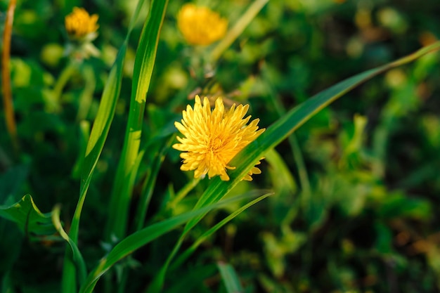 Bellissimi fiori di tarassaco giallo in natura nella calda estate o primavera sul prato alla luce del sole macro