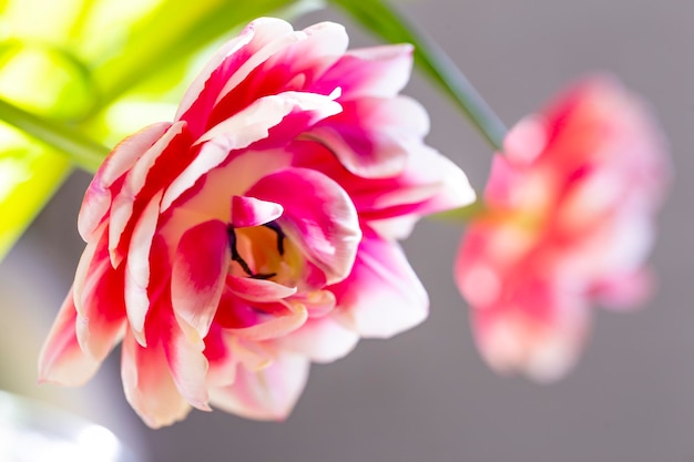 Bellissimi fiori di tulipani rosa con messa a fuoco morbida in primavera o estate macro closeup in natura