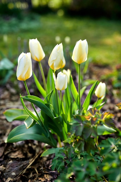 Bellissimi fiori di tulipano bianco che crescono all'esterno in un giardino con sfondo verde sfocato per lo spazio della copia Primo piano di delicate fioriture su una pianta a bulbo in un parco naturale o in un cortile coltivato in estate