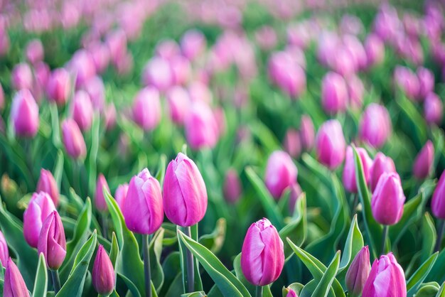 Bellissimi fiori di tulipano sul prato