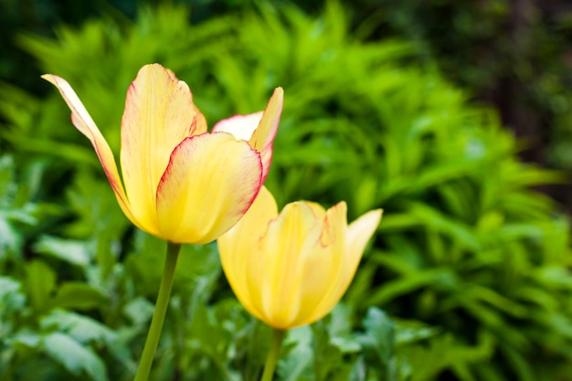 Bellissimi fiori di tulipano