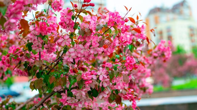 Bellissimi fiori di un melo