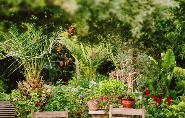 Bellissimi fiori e alberi da giardino tropicale in estate, natura e giardinaggio