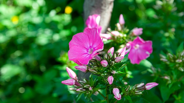 bellissimi fiori e piante estive in fiore