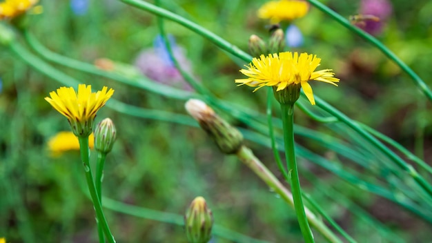 bellissimi fiori e piante estive in fiore