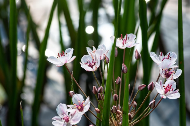 bellissimi fiori e piante estive in fiore