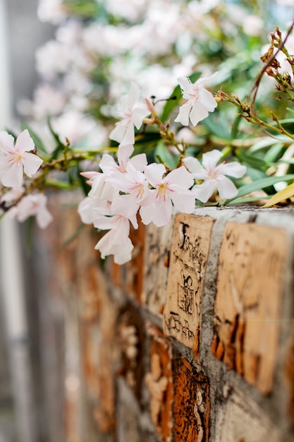 Bellissimi fiori e strade nel villaggio di Saint-Paul-de-Vence nel sud della Francia