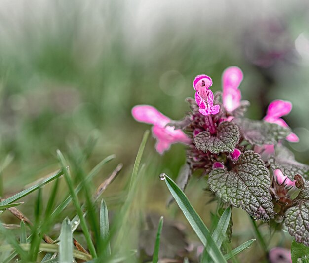 Bellissimi fiori estivi nel prato