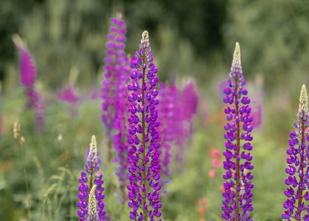 Bellissimi fiori estivi viola in erba lupini viola sul prato