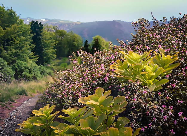 Bellissimi fiori fogliame montagna fogliame sentiero paesaggio avventura