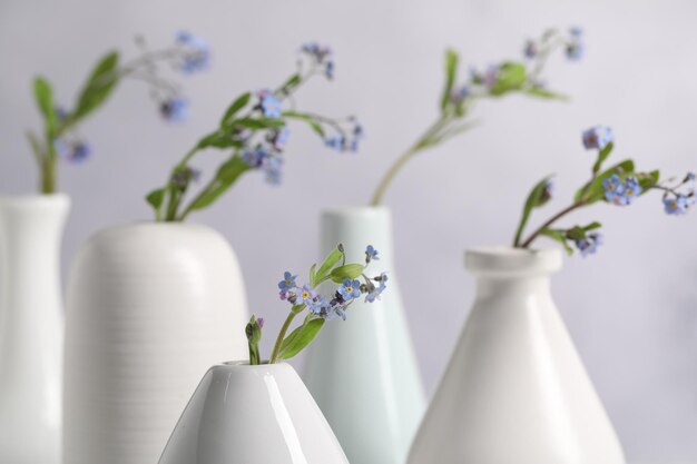 Bellissimi fiori forgetmenot in vasi su uno sfondo sfocato in primo piano