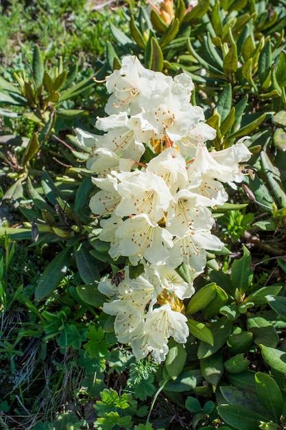 Bellissimi fiori freschi sullo sfondo della natura