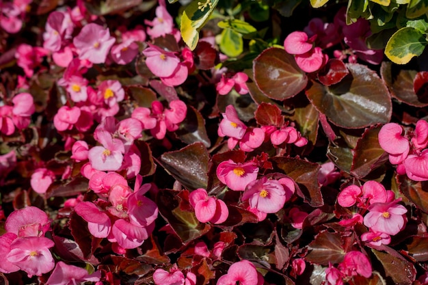 Bellissimi fiori freschi sullo sfondo della natura