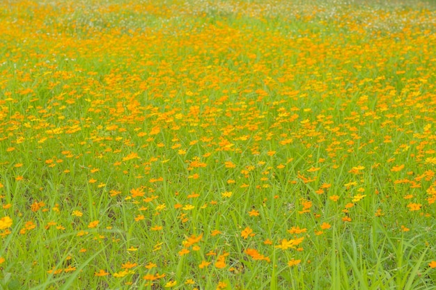 Bellissimi fiori gialli campo giardino sfondo naturale Fioritura primaverile cielo sereno Paesaggio verde natura fiorente colorato per l'estate fuori fuoco