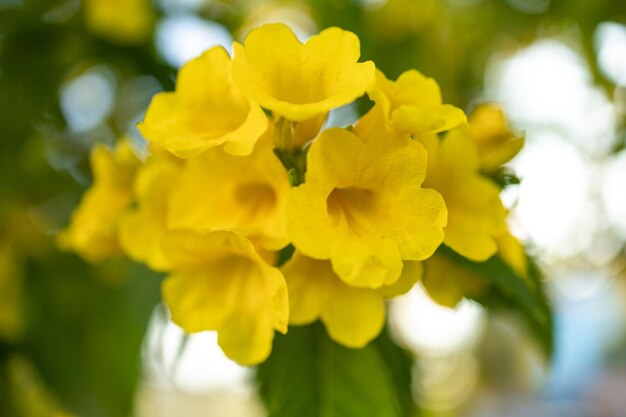 Bellissimi fiori gialli che sbocciano e rinfrescano in natura.