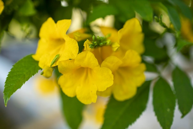 Bellissimi fiori gialli che sbocciano e rinfrescano in natura.