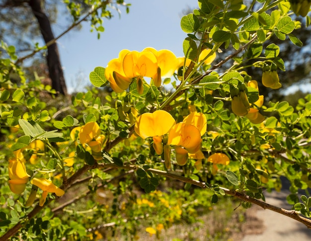 Bellissimi fiori gialli Colutea tra il verde in una soleggiata giornata estiva