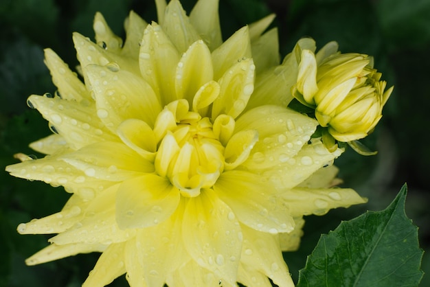 Bellissimi fiori gialli della dalia con gocce di rugiada o pioggia in estate e in autunno in giardino