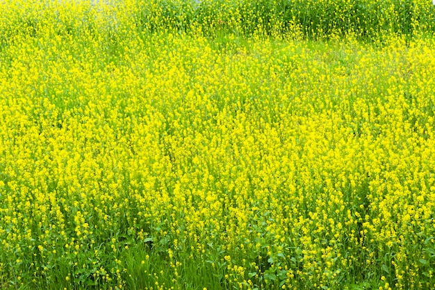 Bellissimi fiori gialli di colza che fioriscono a Ryuganbuchi nella città di Fuji in Giappone