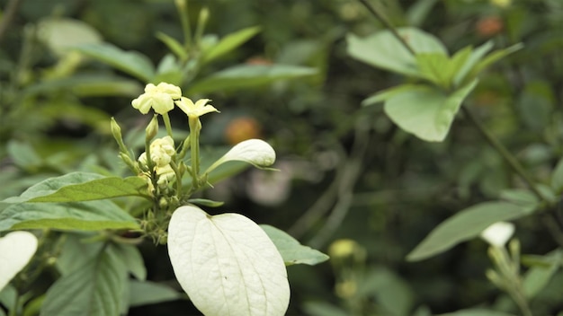 Bellissimi fiori gialli di Pseudomussaenda flava noto anche come Dwarf Mussaenda