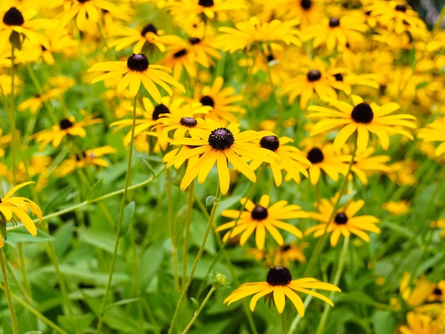 Bellissimi fiori gialli di rudbeckia nel prato