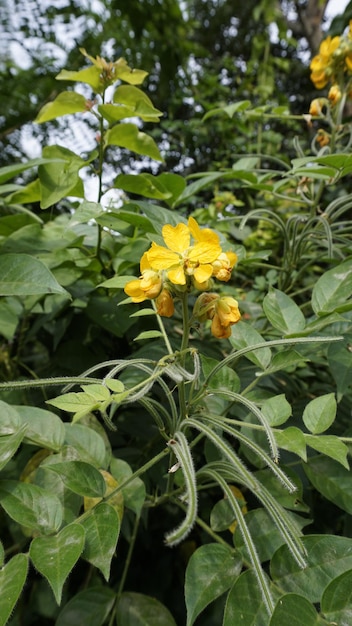 Bellissimi fiori gialli di Senna hirsuta noti anche come senna lanosa o pelosa insieme a foglie verdi sullo sfondo