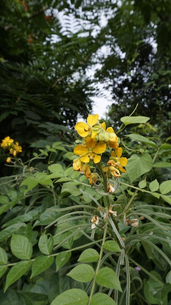 Bellissimi fiori gialli di Senna hirsuta noti anche come senna lanosa o pelosa insieme a foglie verdi sullo sfondo
