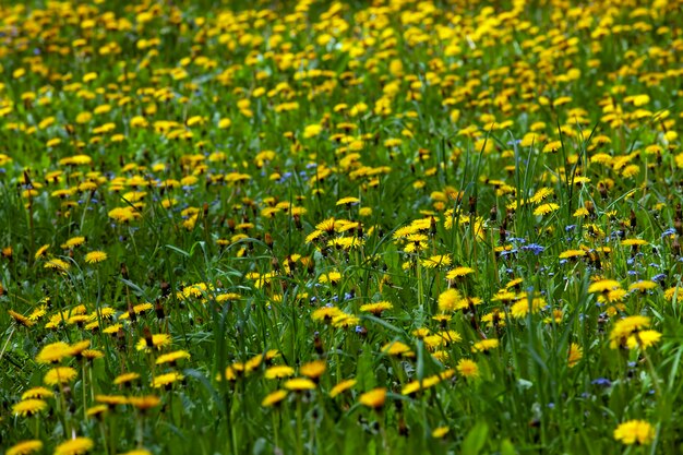 Bellissimi fiori gialli di tarassaco con semi