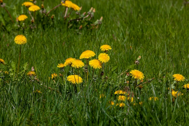 Bellissimi fiori gialli di tarassaco con semi