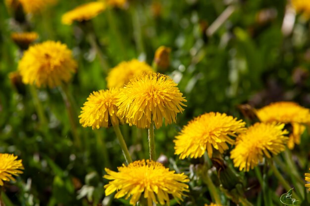 Bellissimi fiori gialli di tarassaco con semi