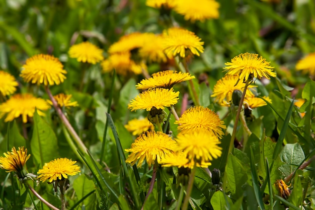 Bellissimi fiori gialli di tarassaco con semi