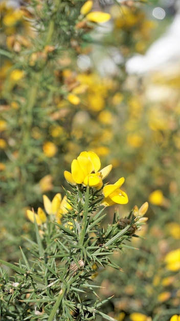 Bellissimi fiori gialli di Ulex europaeus noto anche come ginestra comune