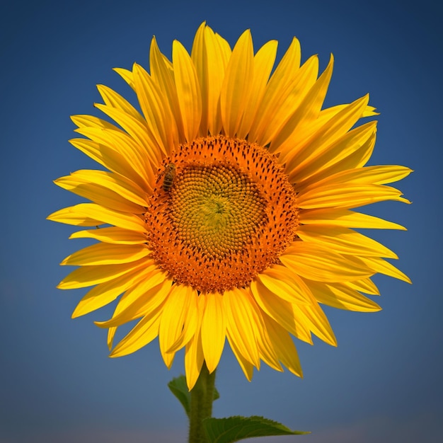 Bellissimi fiori gialli girasoli in natura con cielo blu Sfondo estivo