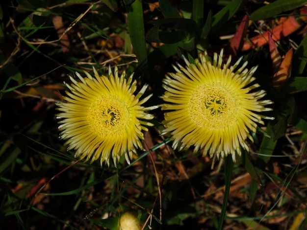 Bellissimi fiori gialli in giardino in una giornata di sole