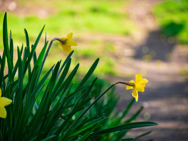 Bellissimi fiori gialli narcisi con foglie verdi che crescono su aiuola su sfondo natura sfocata