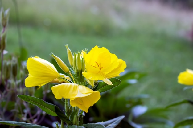 bellissimi fiori gialli nel giardino