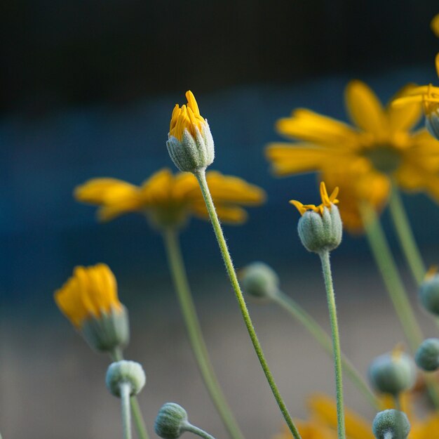 bellissimi fiori gialli nel giardino