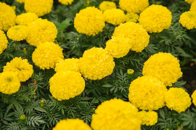 Bellissimi fiori gialli su un'aiuola in un parco cittadino I fiori di calendula crescono vicini l'uno all'altro Paesaggio del territorio Sfondo naturale