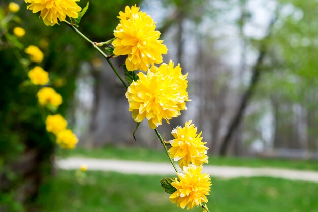 bellissimi fiori gialli su un ramo