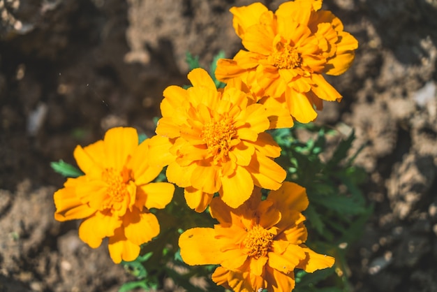 Bellissimi fiori gialli