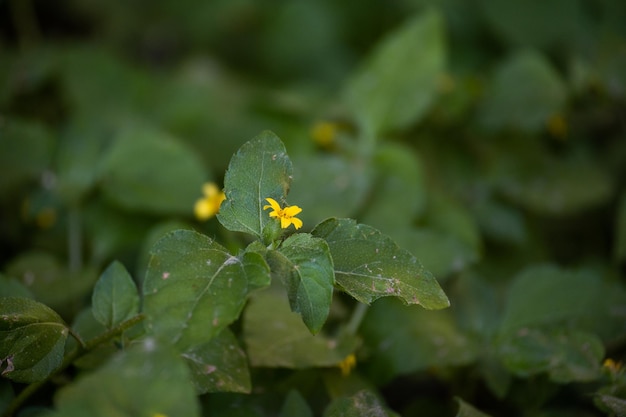 Bellissimi fiori gialli