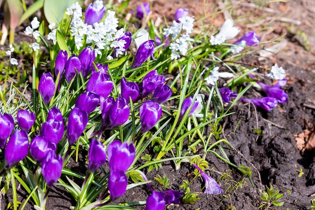 Bellissimi fiori giovani di croco viola crescono su un'aiuola all'inizio della primavera sotto un caldo soleCroco fiore delicato bianco e grigio in una giornata di sole all'inizio della primavera