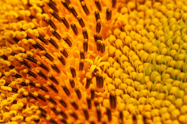 Bellissimi fiori girasoli tempo di fioritura e impollinazione degli insetti fiori grandi girasoli gialli con molti petali