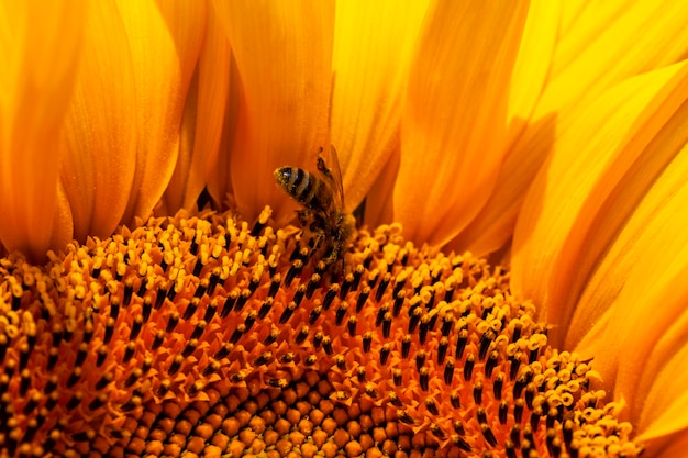 Bellissimi fiori girasoli tempo di fioritura e impollinazione degli insetti