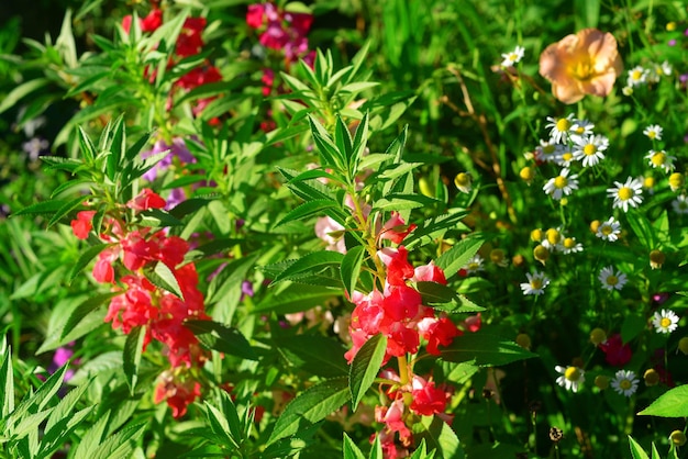 Bellissimi fiori Impatiens balsamina sullo sfondo di un prato