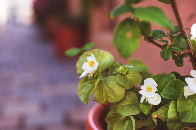 Bellissimi fiori in aiuole e vasi stanno per le strade per la decorazione. morbido bello sfondo